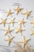 Small Starfish - TONKIN HANDICRAFT