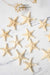 Small Starfish - TONKIN HANDICRAFT