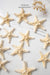 Small Starfish - TONKIN HANDICRAFT
