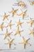 Small Starfish - TONKIN HANDICRAFT
