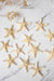 Small Starfish - TONKIN HANDICRAFT
