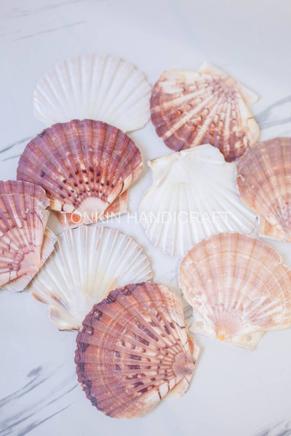 Bulk Large Natural Scallop Shell Craft