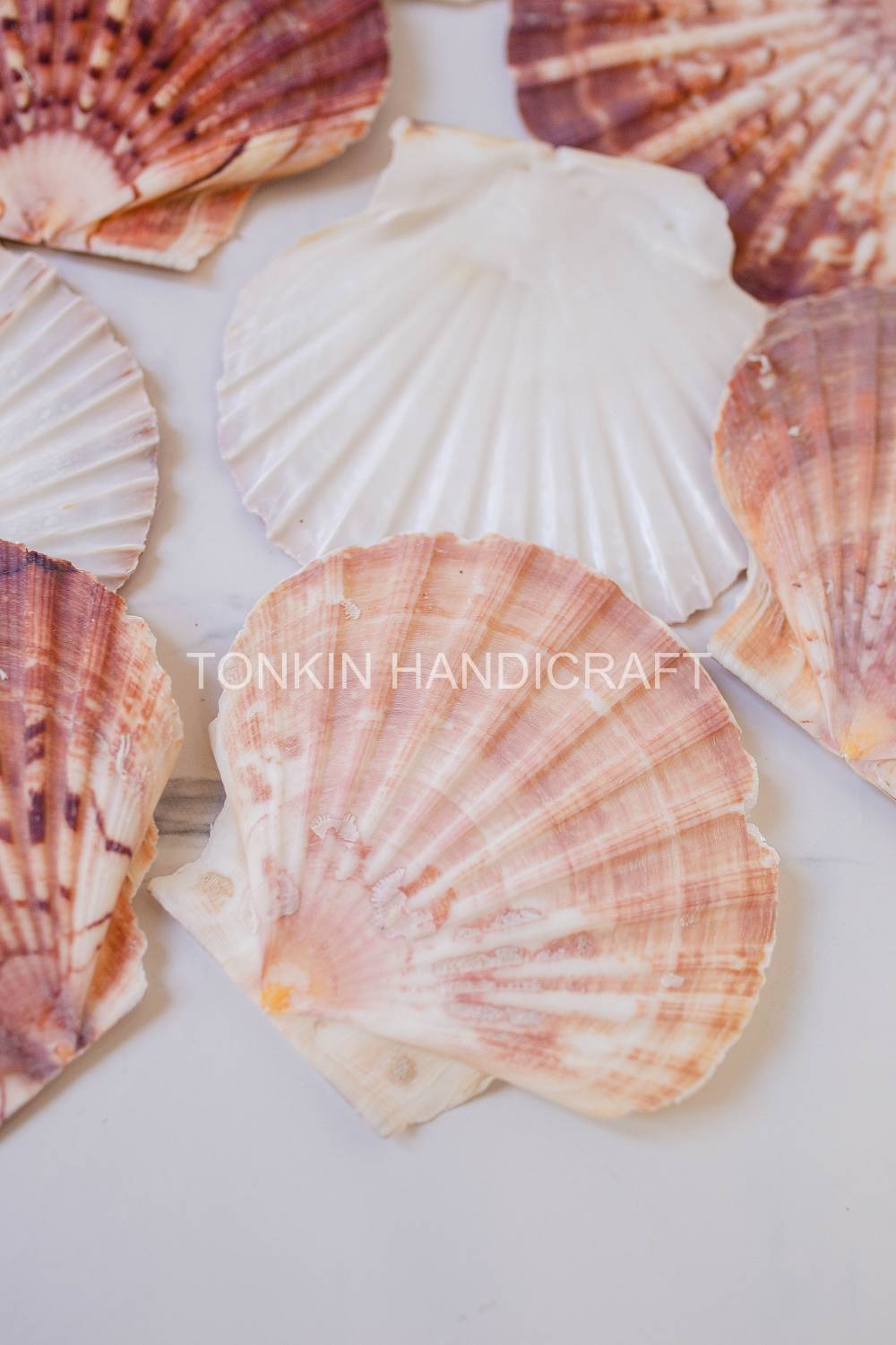 Bulk Large Natural Scallop Shell Craft