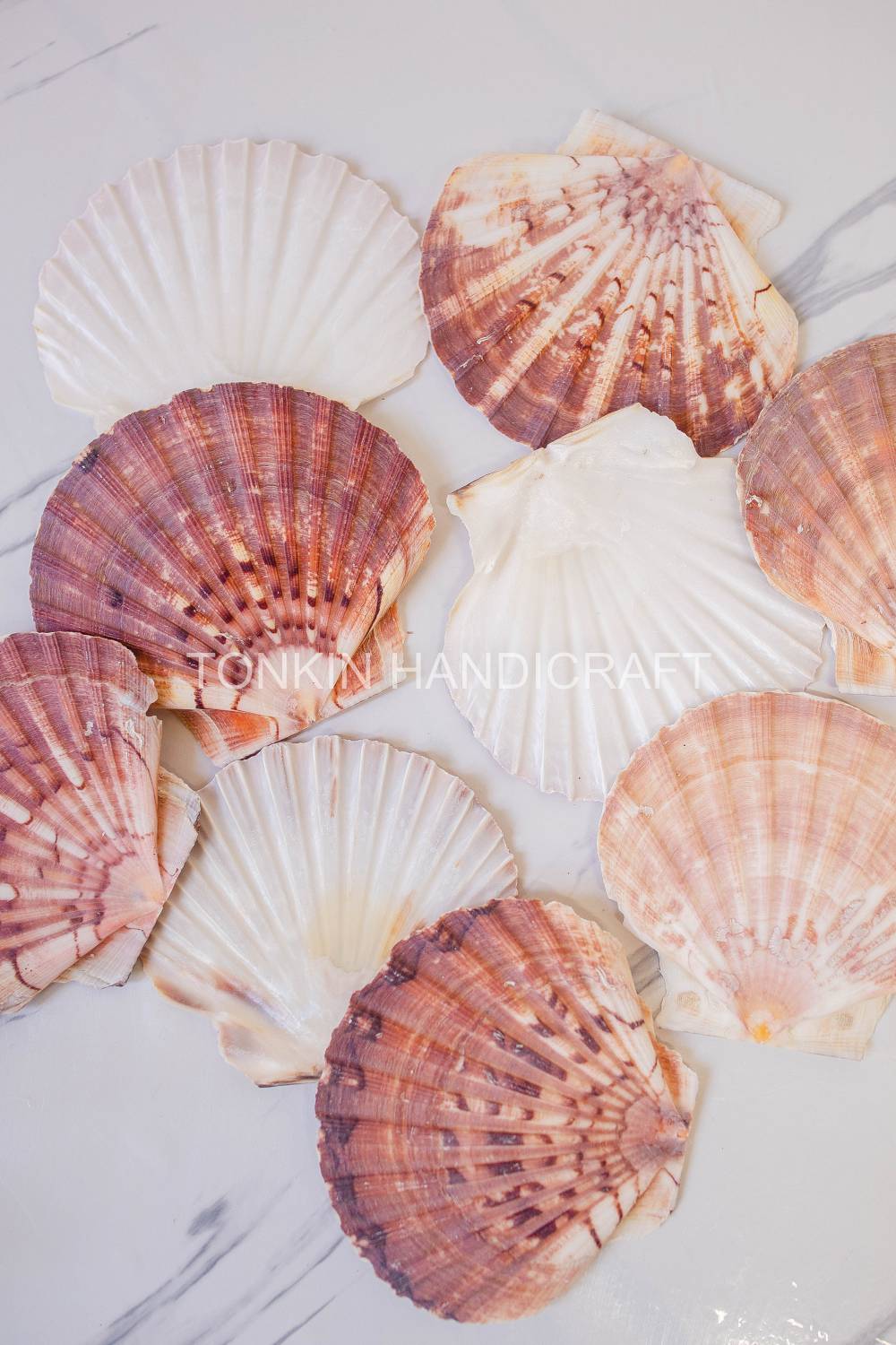 Bulk Large Natural Scallop Shell Craft