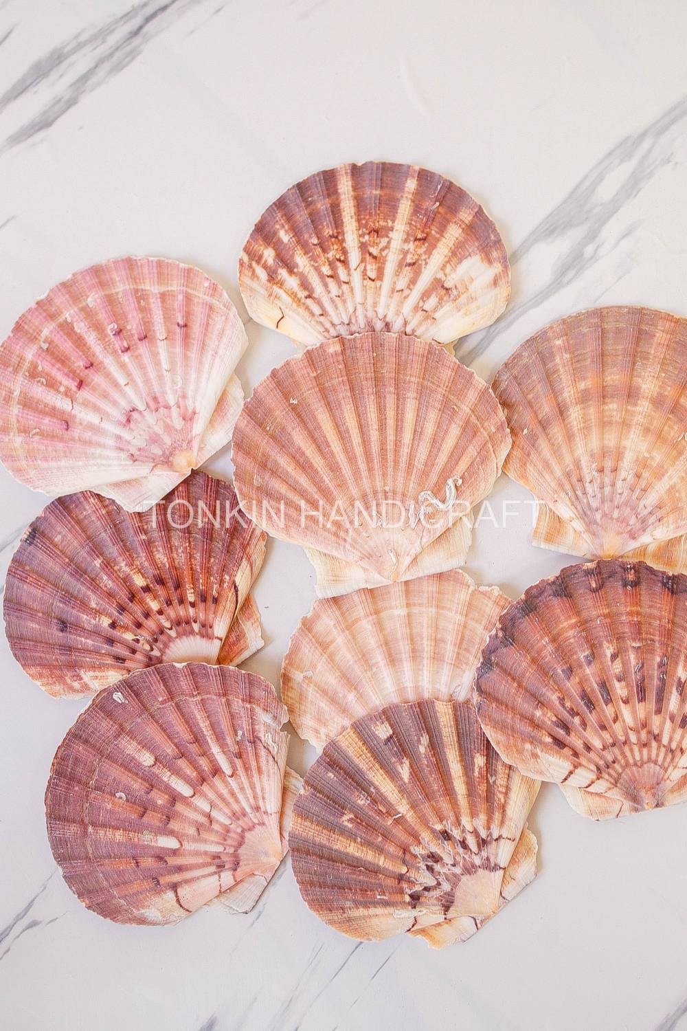 Bulk Large Natural Scallop Shell Craft