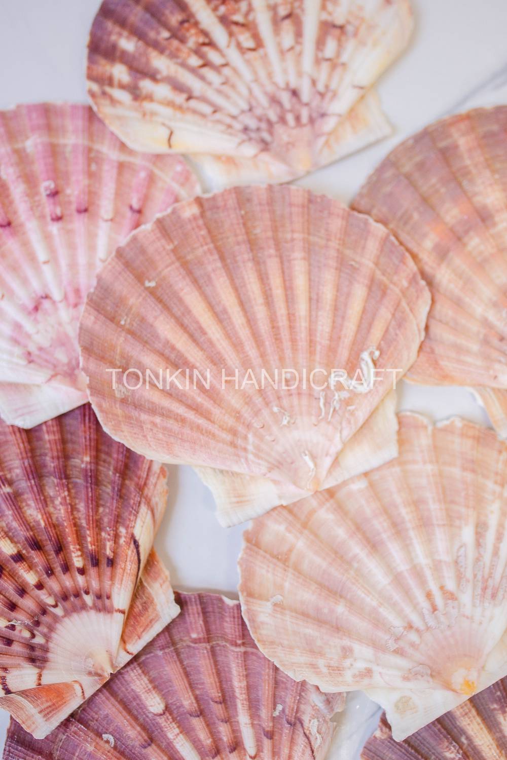 Bulk Large Natural Scallop Shell Craft