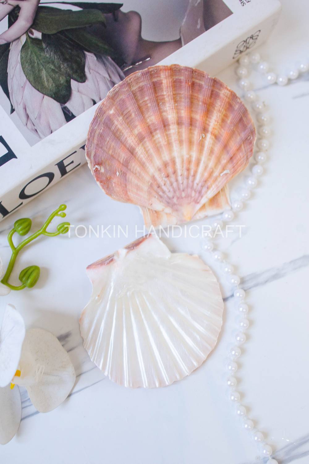 Bulk Large Natural Scallop Shell Craft