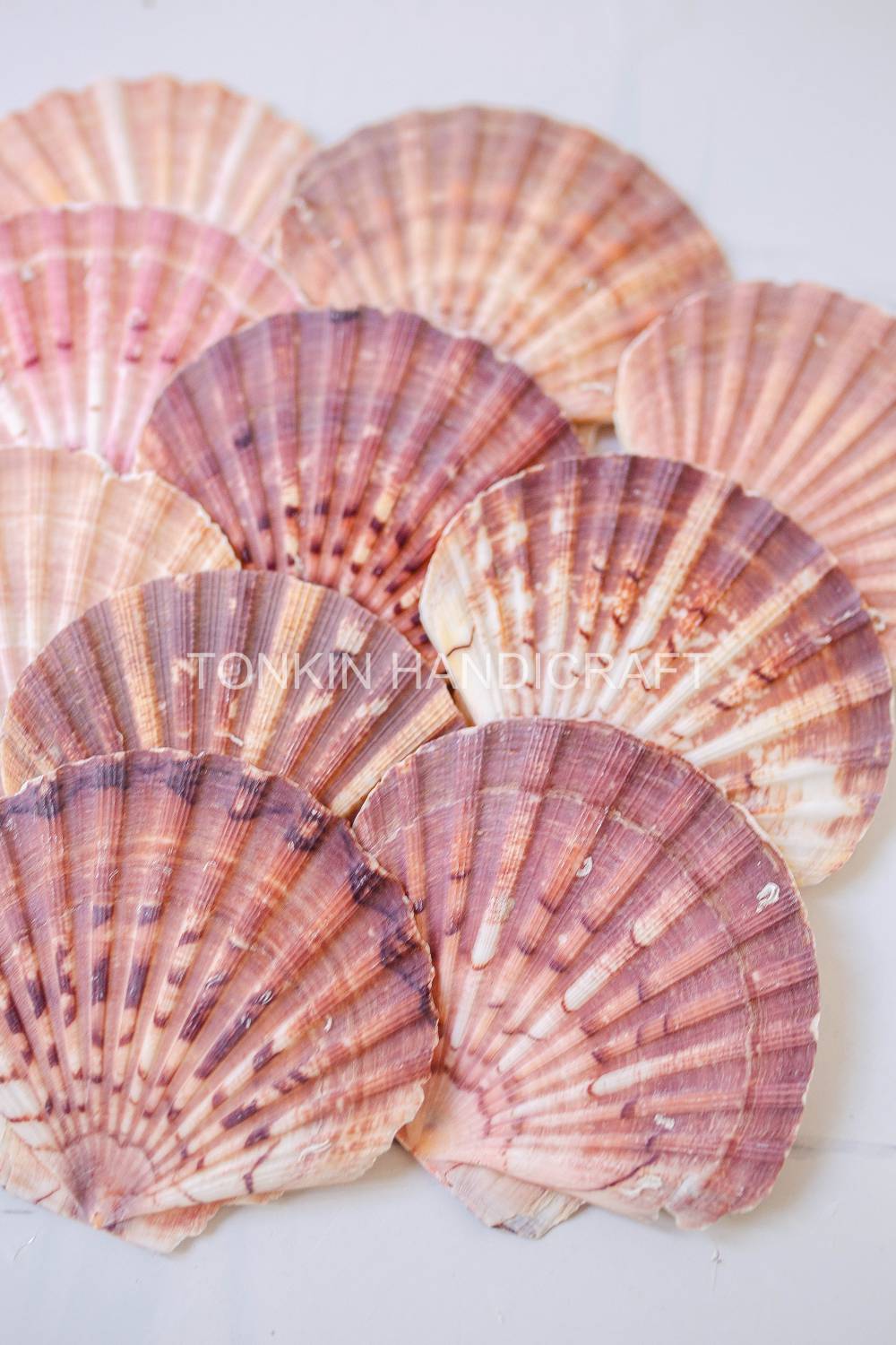 Bulk Large Natural Scallop Shell Craft