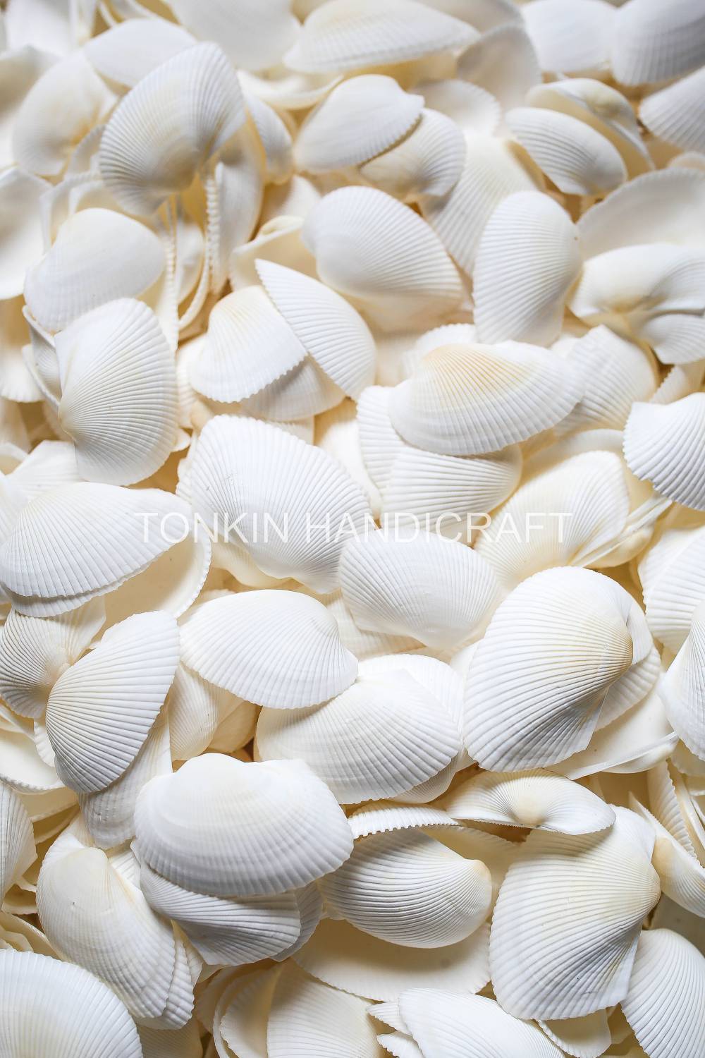 Bulk White Cockle Shell Craft