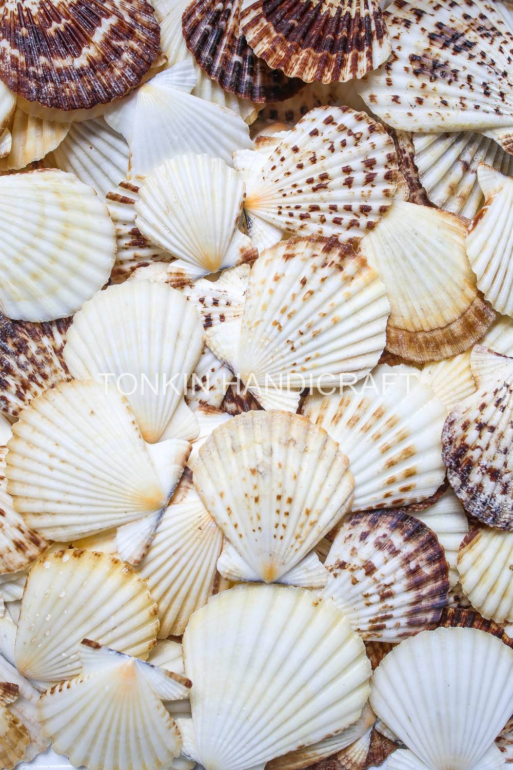 Bulk Natural Scallop Shell Craft