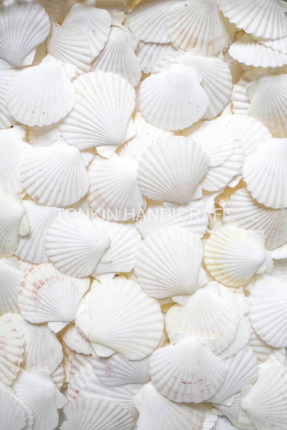 Bulk White Cockle Shell Craft