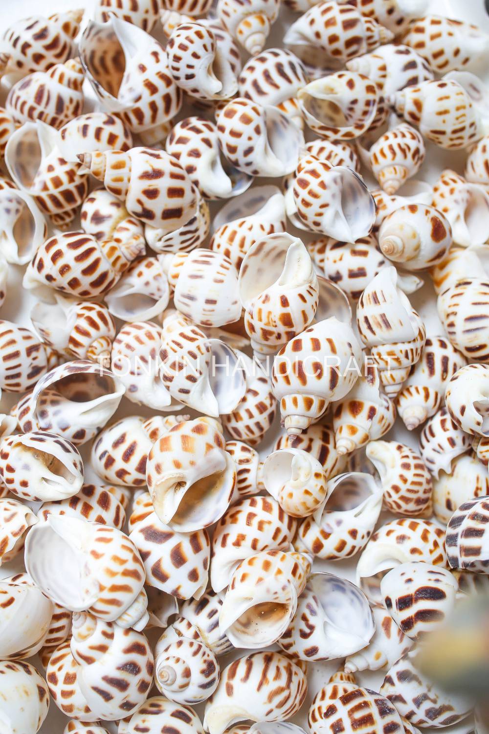 Bulk Babylo Shell Craft