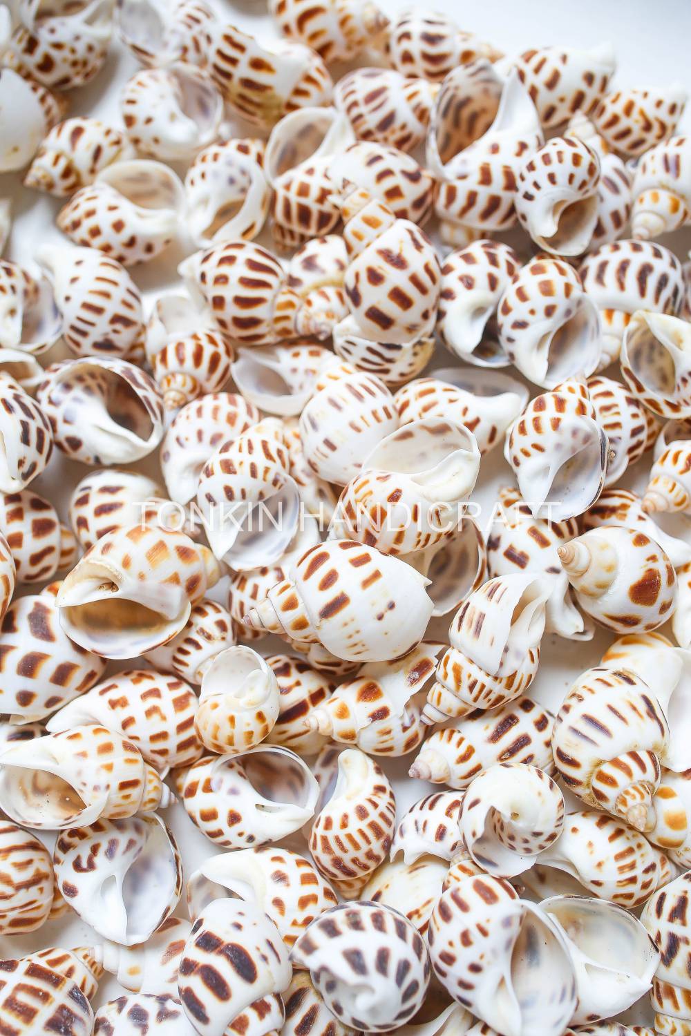 Bulk Babylo Shell Craft