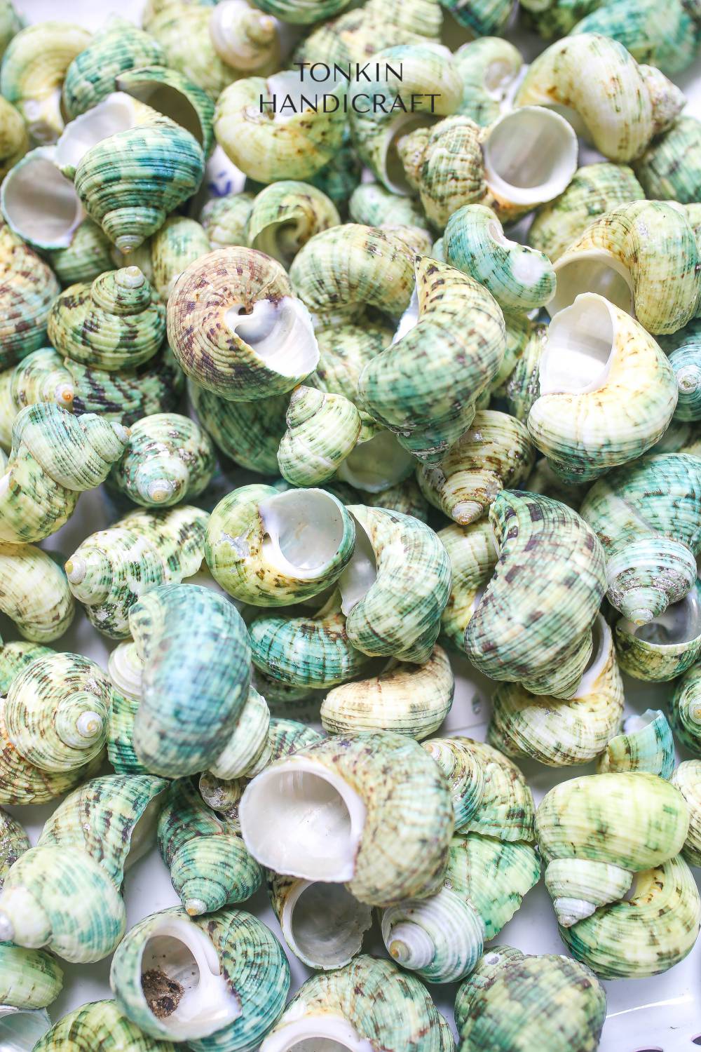 Bulk Green Turbo Shell Craft