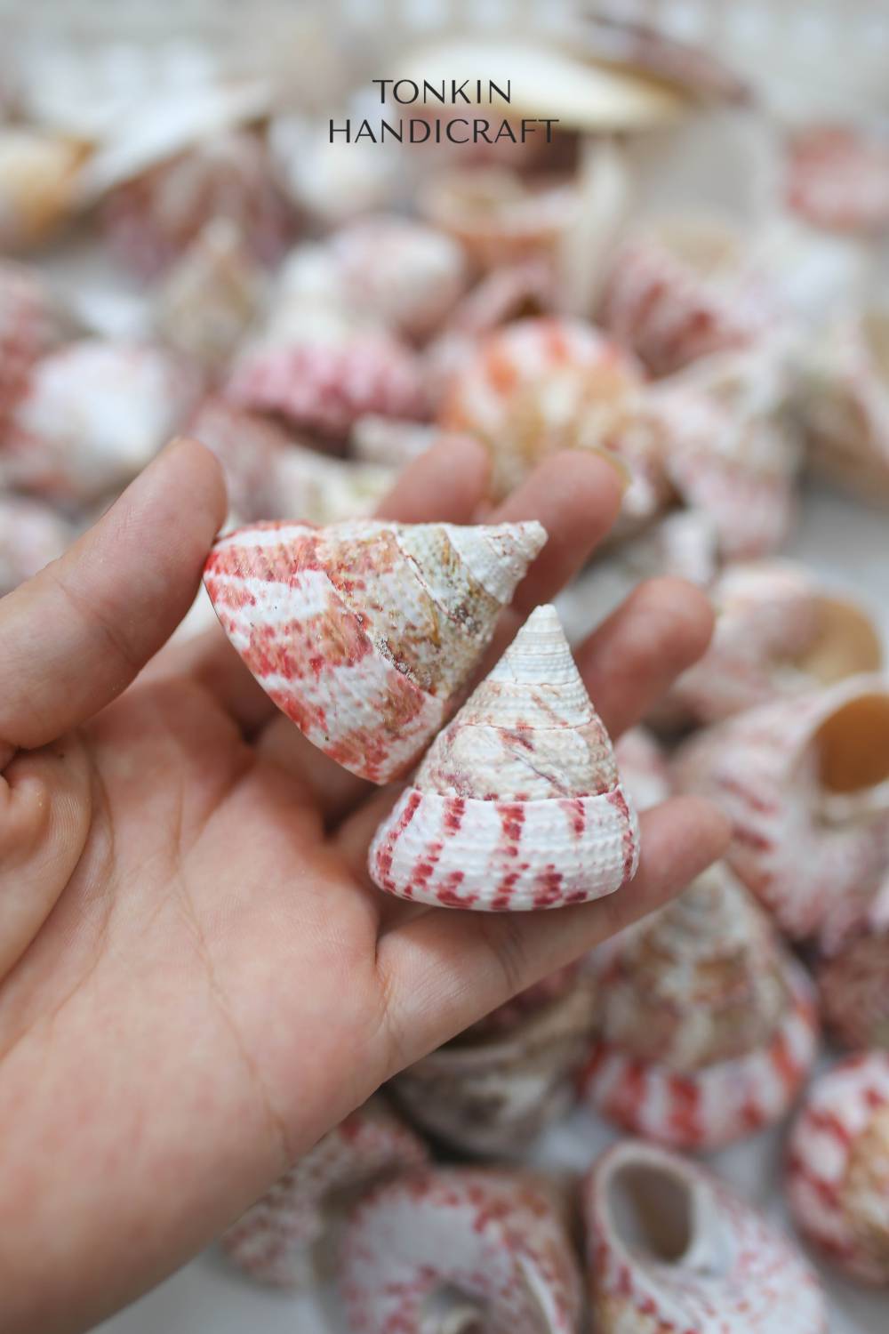 Bulk Tapestry Turban Shell Craft