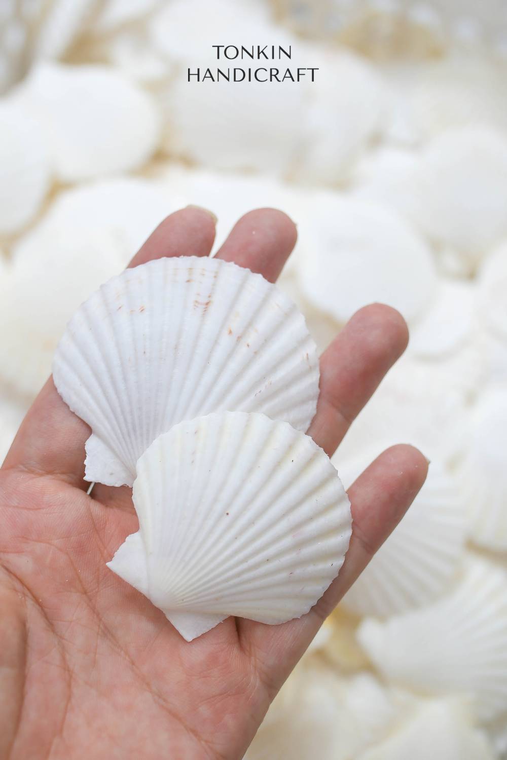 Bulk White Cockle Shell Craft