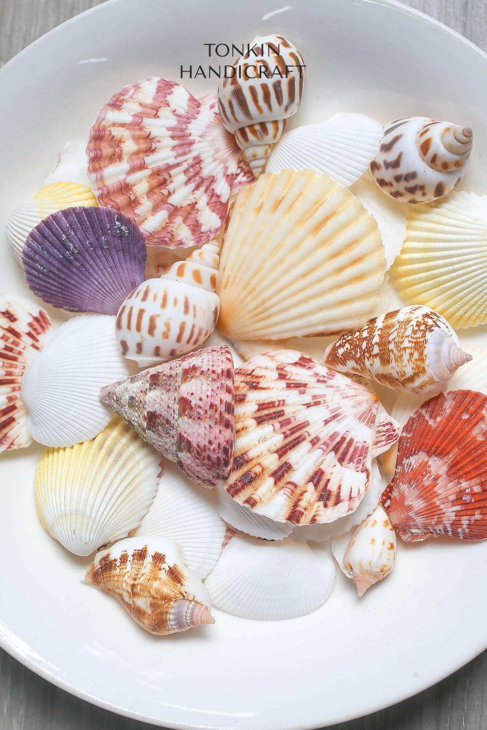 Natural Shell Vase Filler - Shell Craft