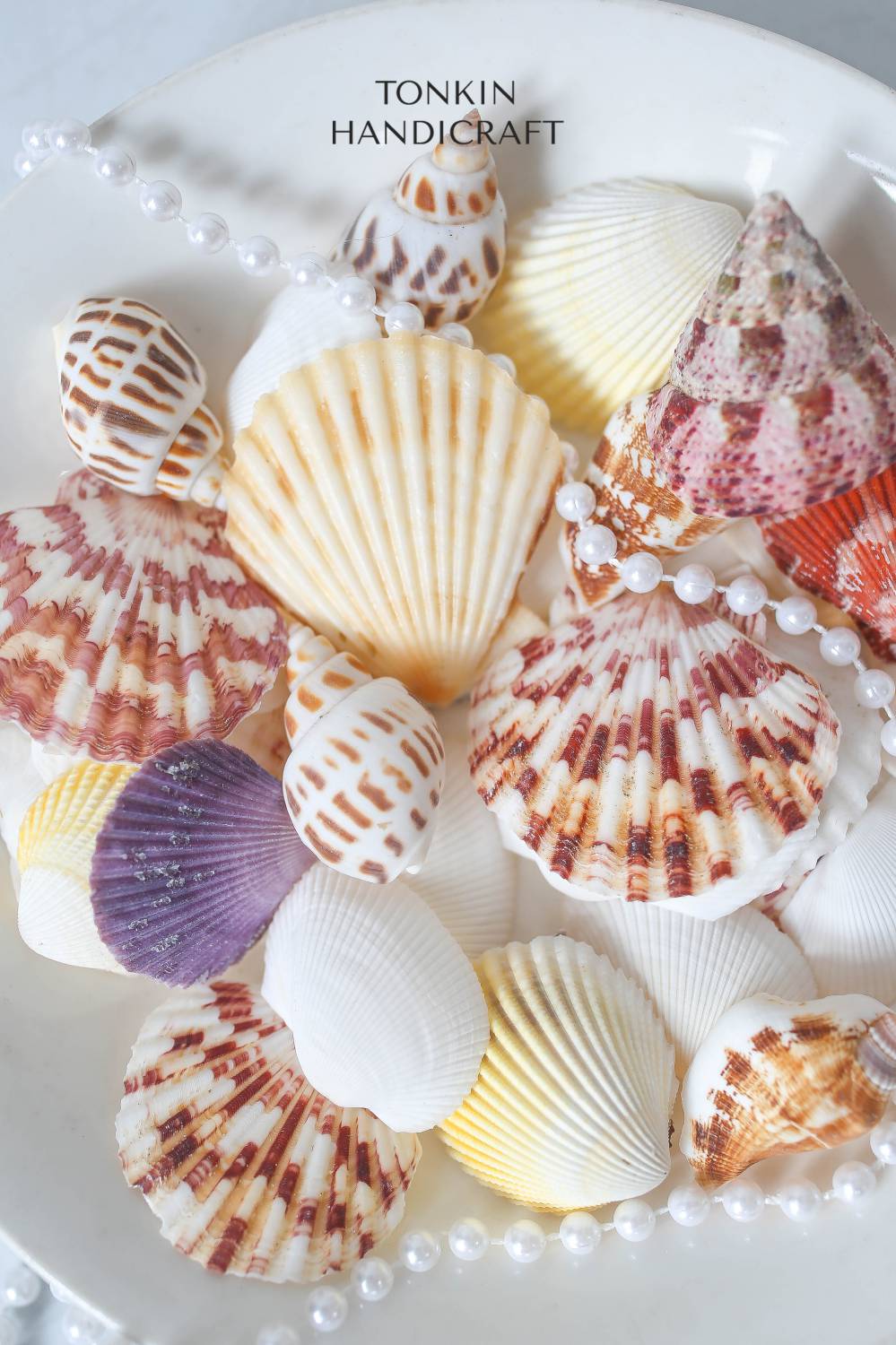 Natural Shell Vase Filler - Shell Craft