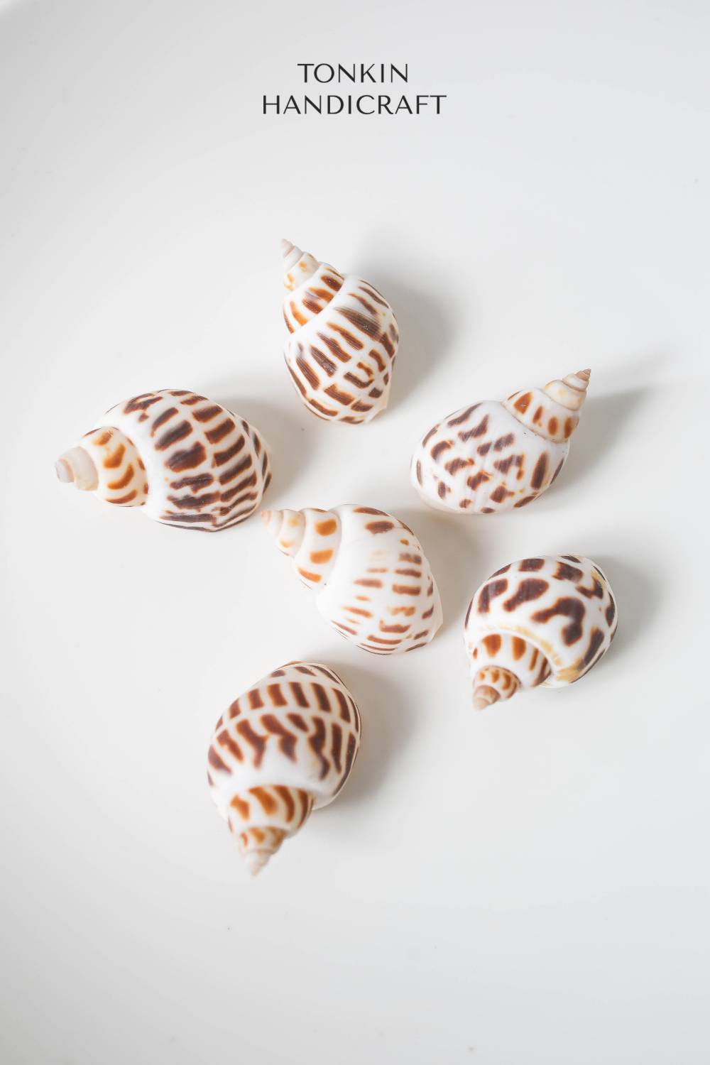 Bulk Babylo Shell Craft