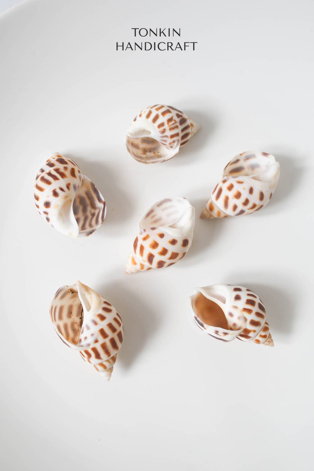 Bulk Babylo Shell Craft