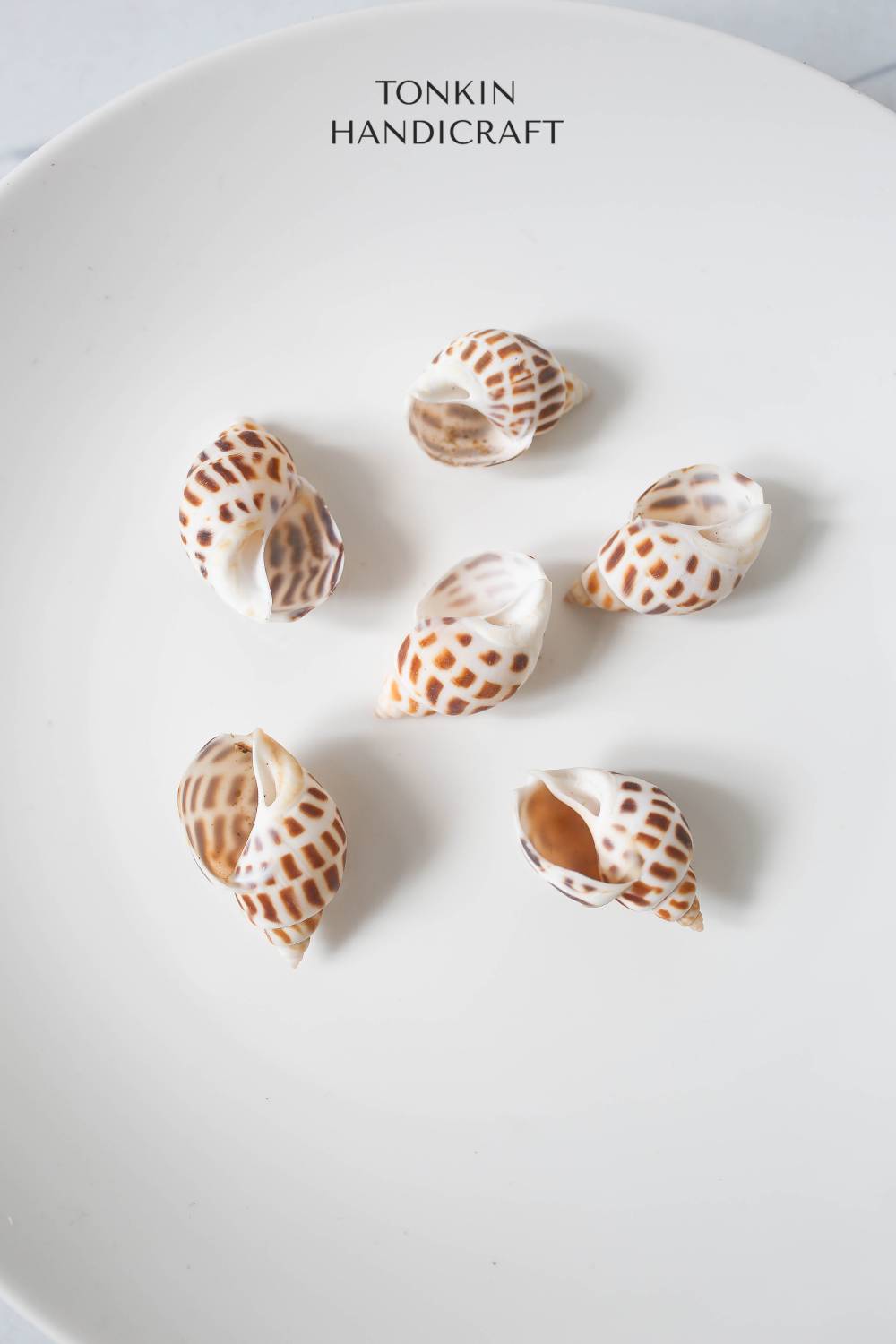 Bulk Babylo Shell Craft