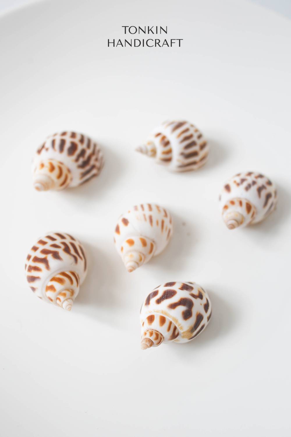 Bulk Babylo Shell Craft