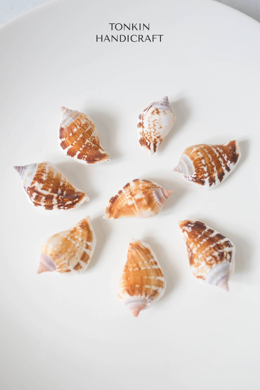 Bulk Spider Conch Shell Craft