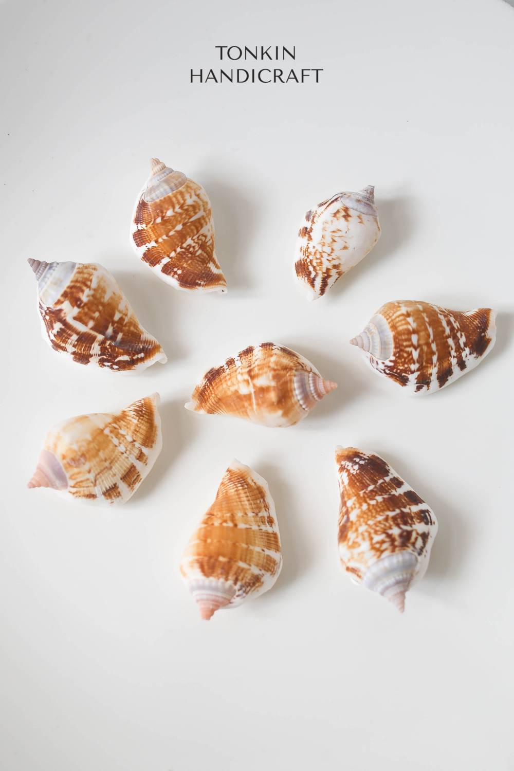 Bulk Spider Conch Shell Craft