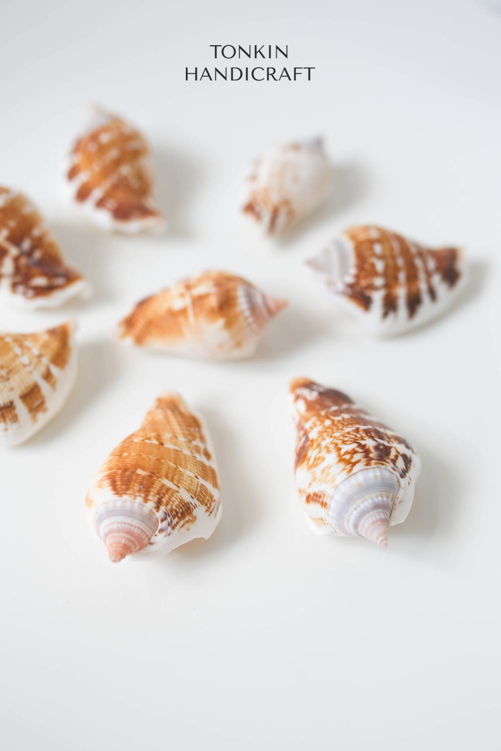 Bulk Spider Conch Shell Craft