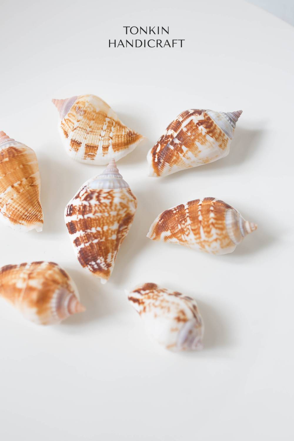 Bulk Spider Conch Shell Craft