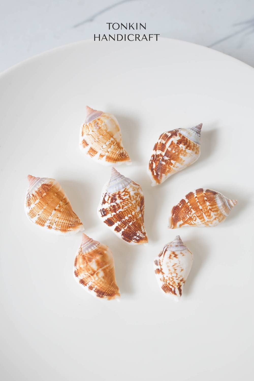 Bulk Spider Conch Shell Craft