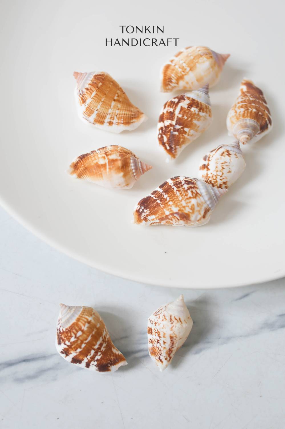 Bulk Spider Conch Shell Craft