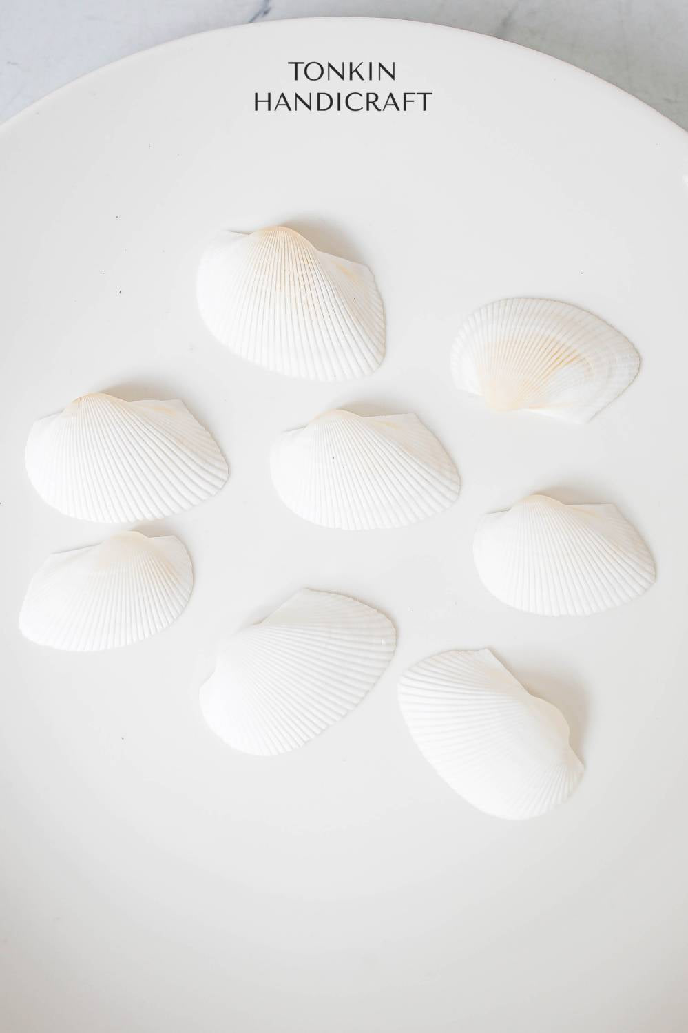 Bulk White Cockle Shell Craft