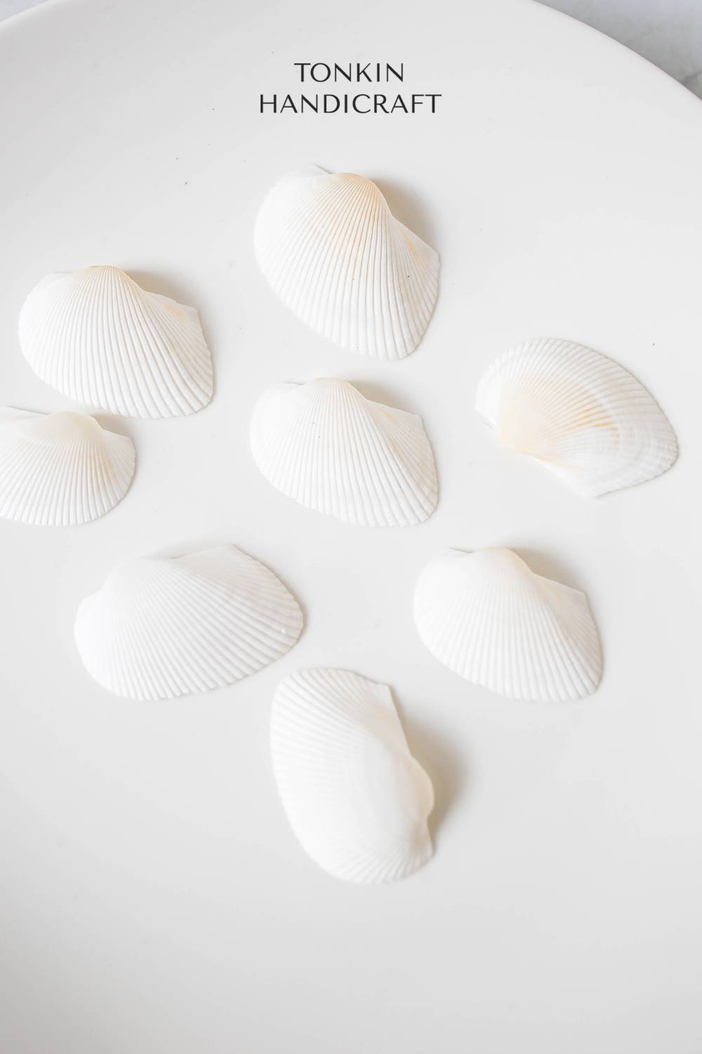 Bulk White Cockle Shell Craft