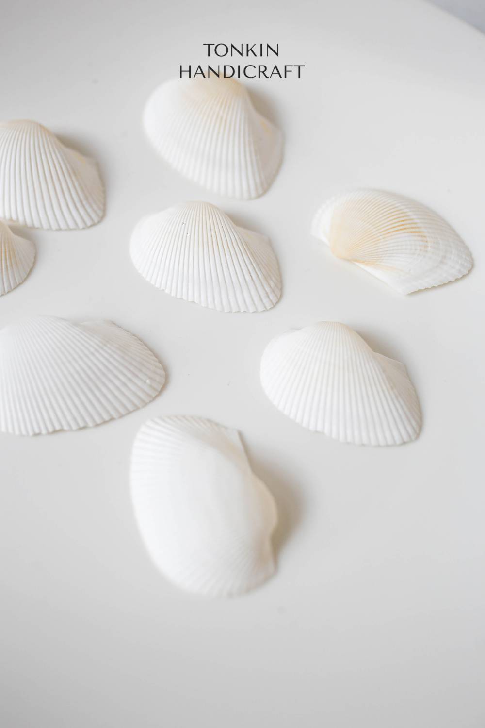 Bulk White Cockle Shell Craft