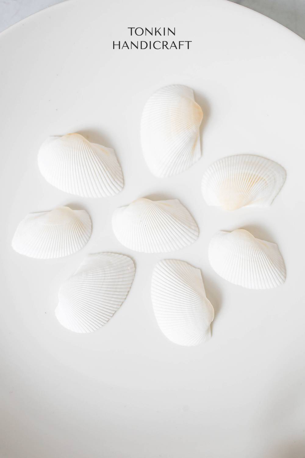 Bulk White Cockle Shell Craft