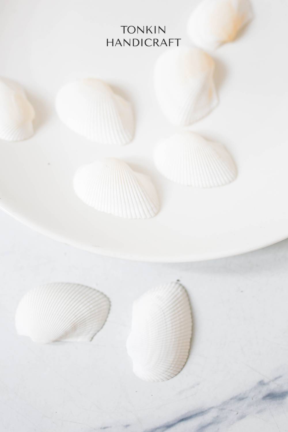 Bulk White Cockle Shell Craft