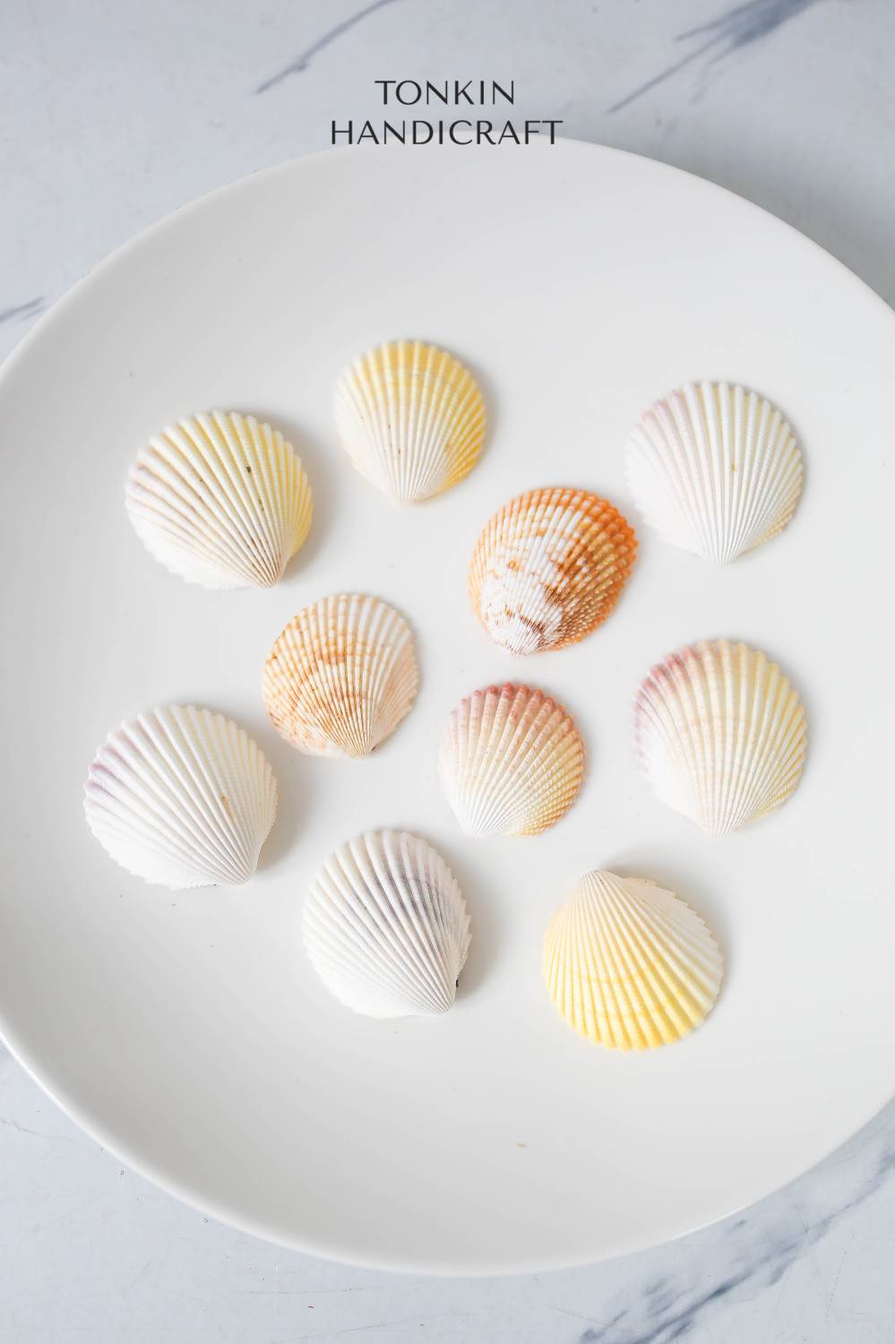 Bulk Yellow-White Scallop Shell Craft