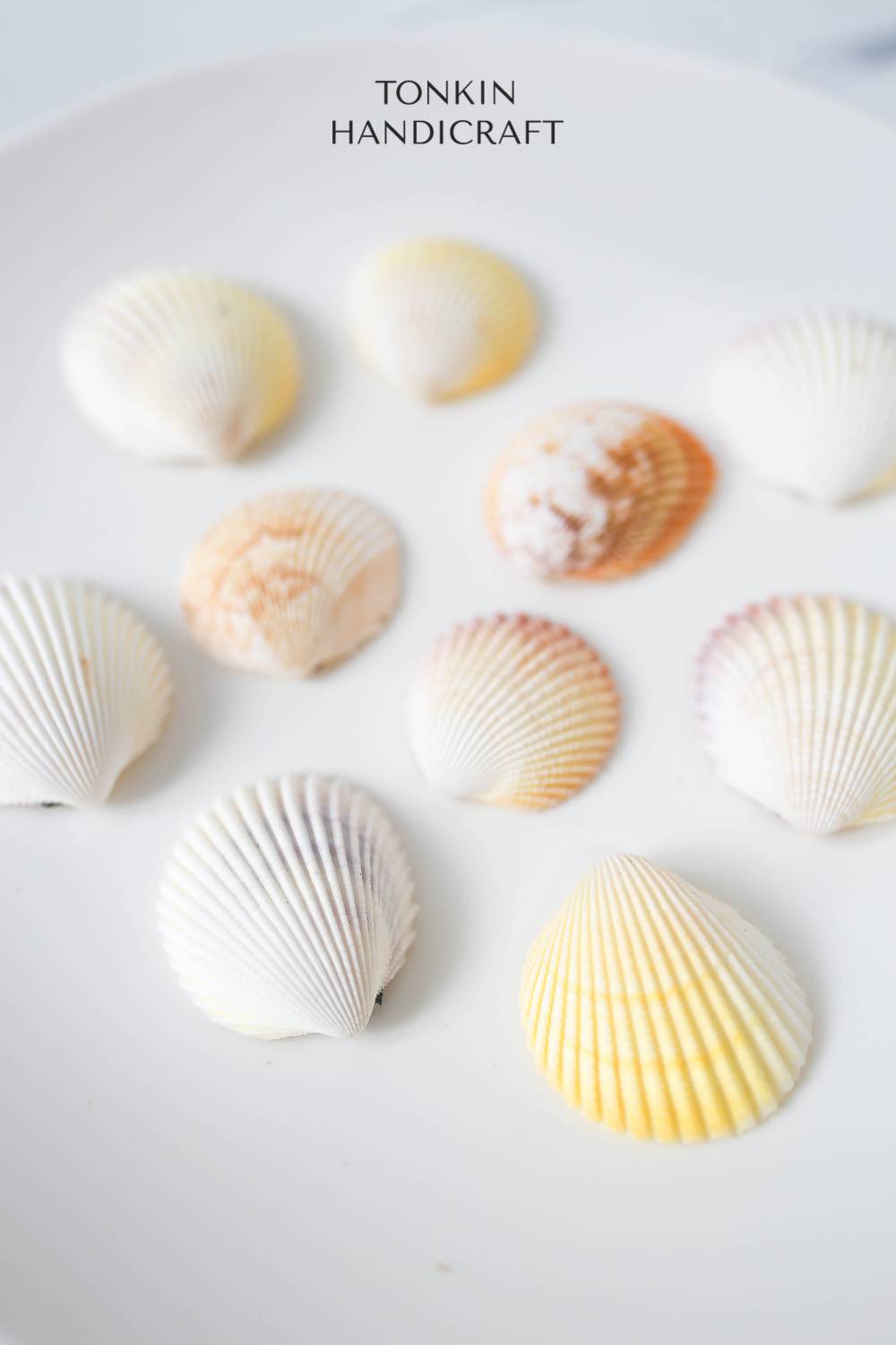 Bulk Yellow-White Scallop Shell Craft