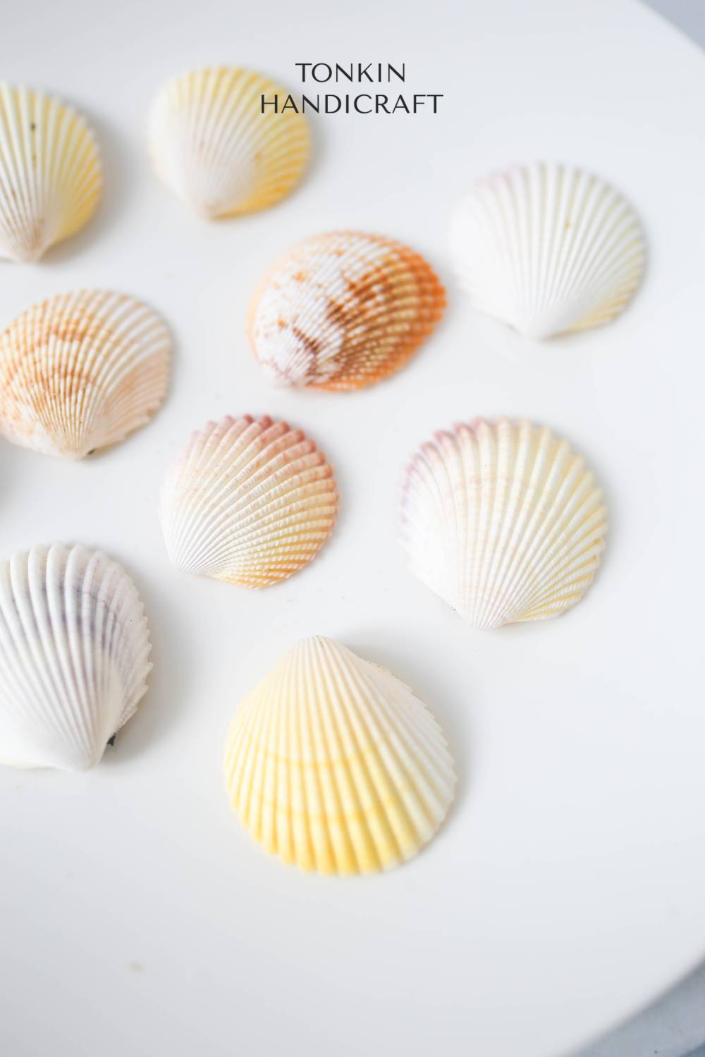 Bulk Yellow-White Scallop Shell Craft