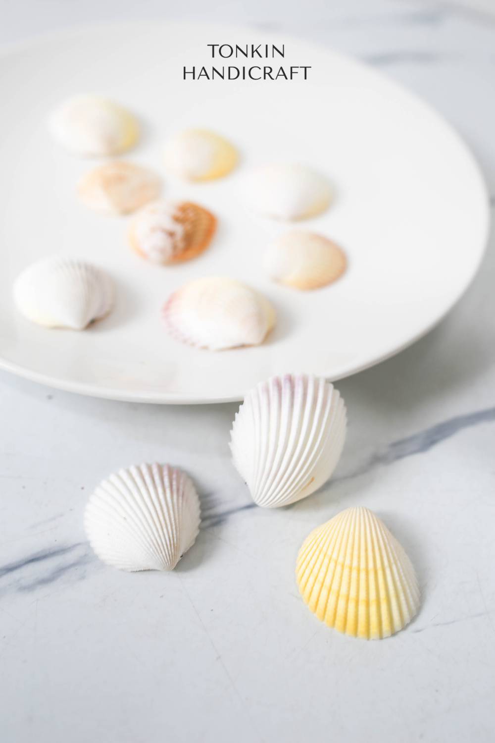 Bulk Yellow-White Scallop Shell Craft