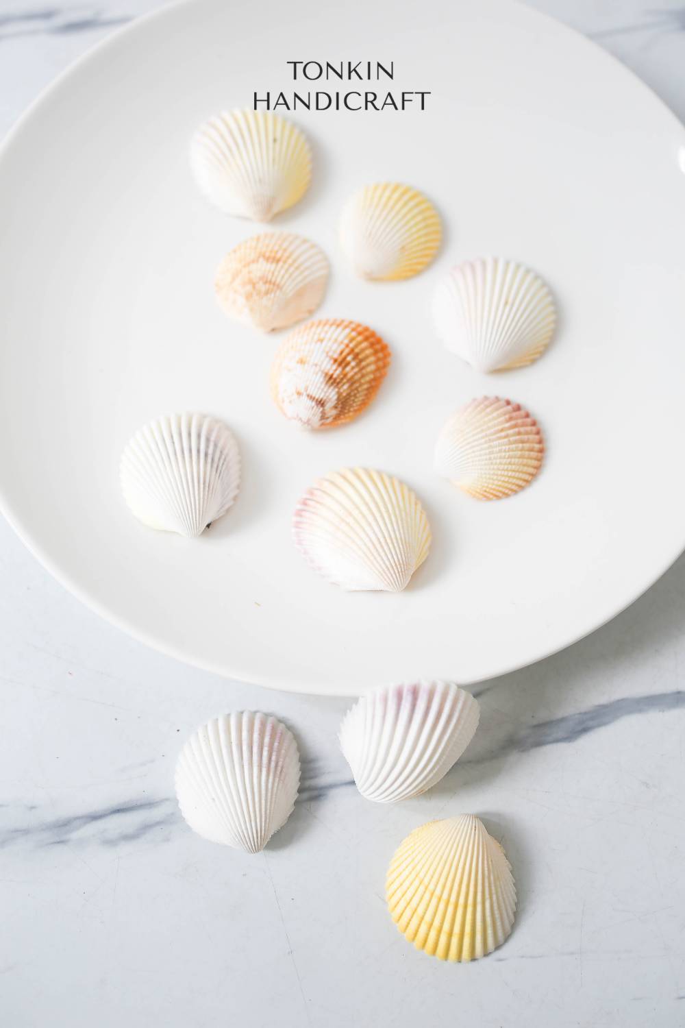 Bulk Yellow-White Scallop Shell Craft