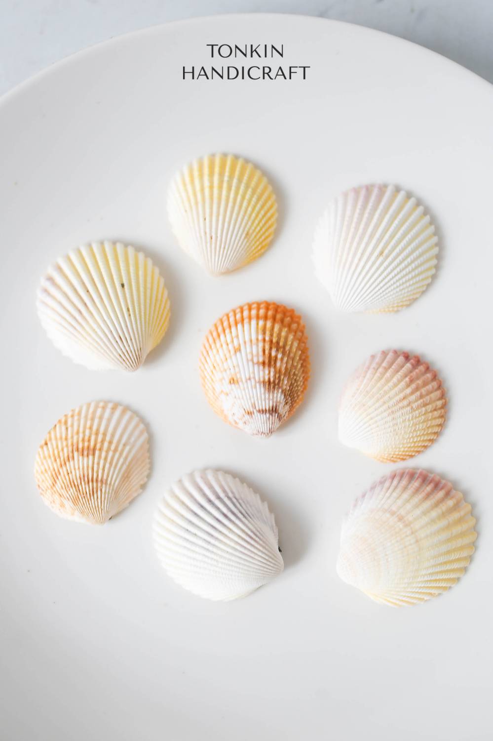 Bulk Yellow-White Scallop Shell Craft