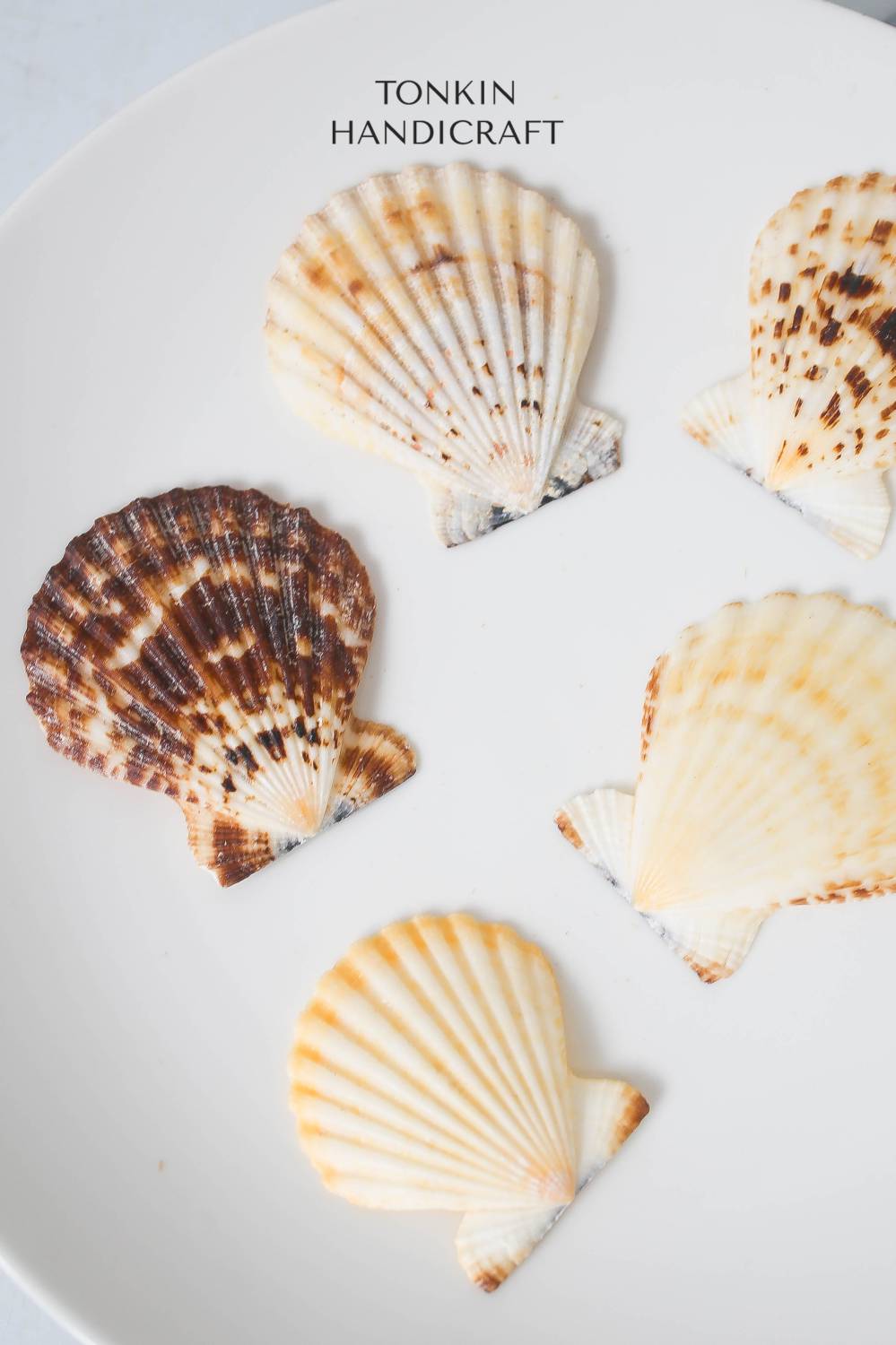 Bulk Natural Scallop Shell Craft