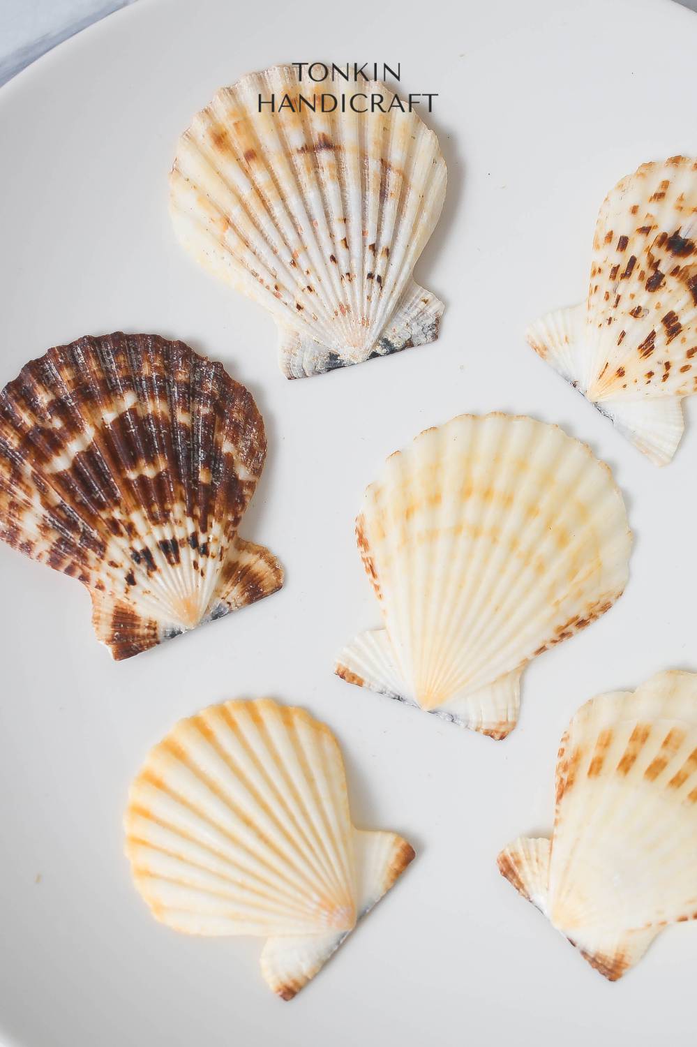 Scallop Shell Inlay Bulk Natural Scallop Shell Craft — TONKIN HANDICRAFT