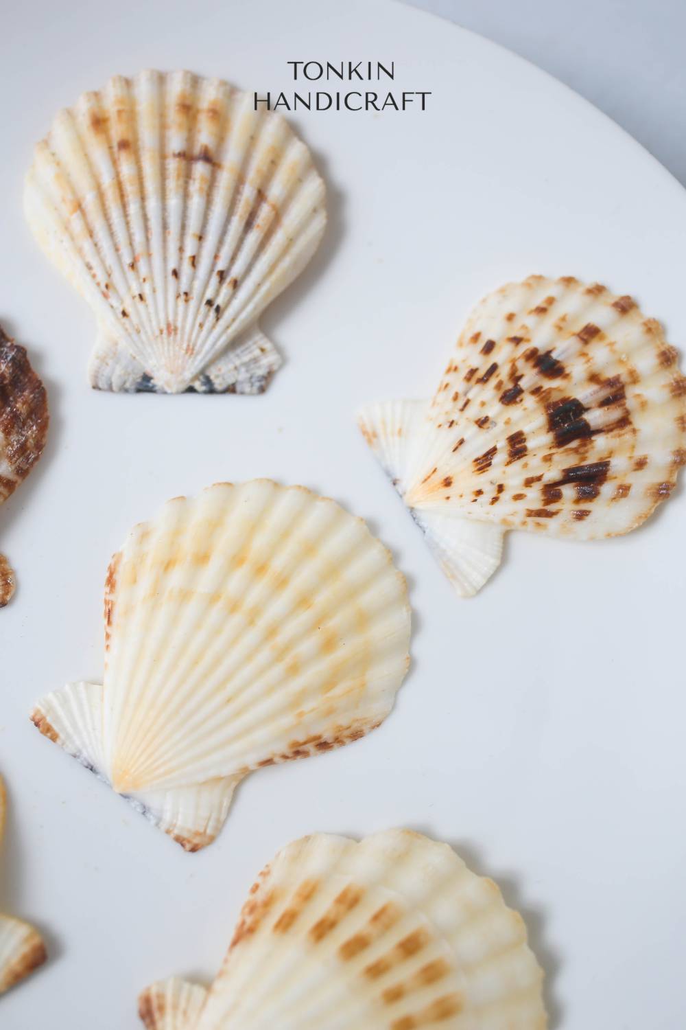 Scallop Raft Bulk Natural Scallop Shell Craft — TONKIN HANDICRAFT
