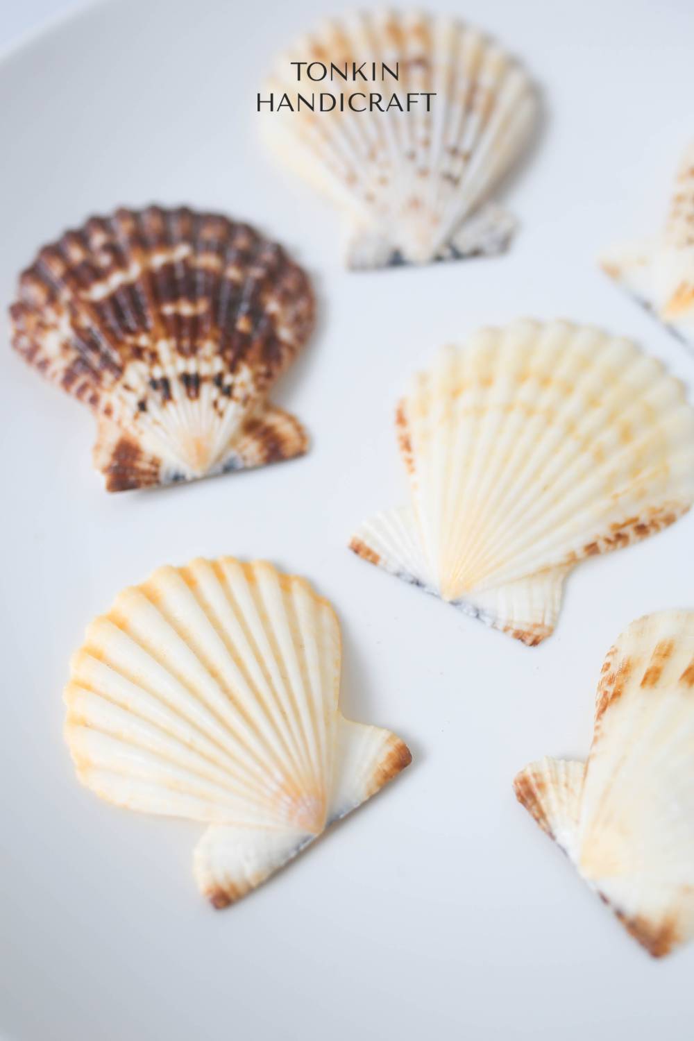 Bulk Natural Scallop Shell Craft