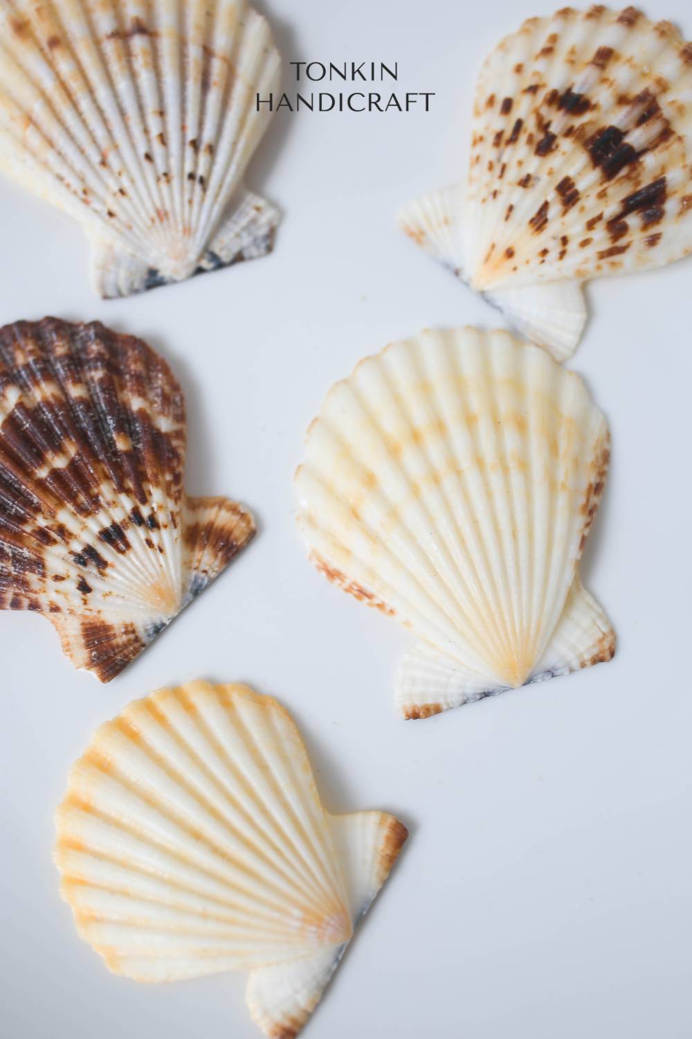 Bulk Natural Scallop Shell Craft