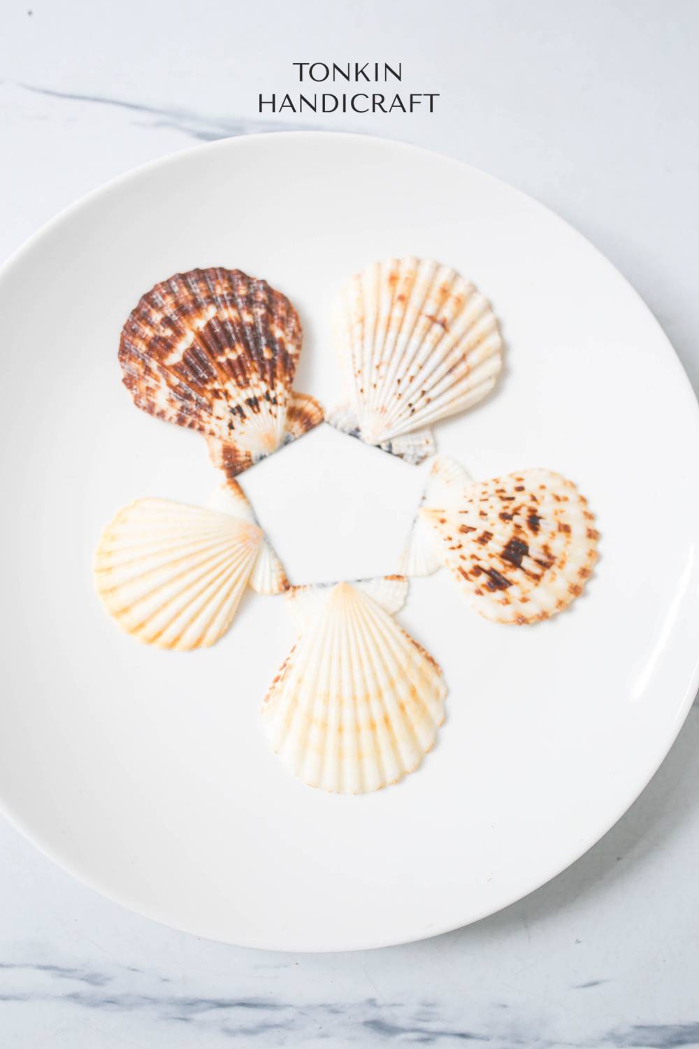 Bulk Natural Scallop Shell Craft