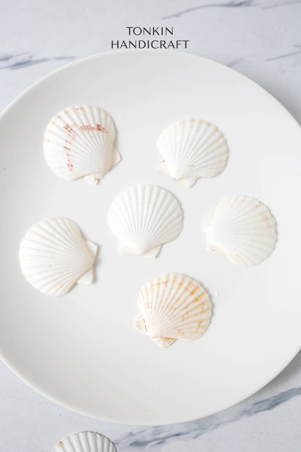 Bulk White Cockle Shell Craft